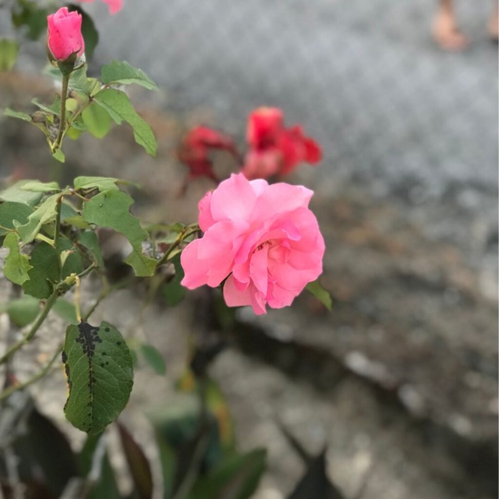 Pink carnation flower